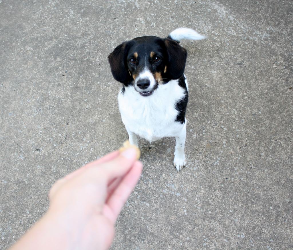 A small dog waiting patiently for the peanut butter oatmeal dog treat that's being held out. 