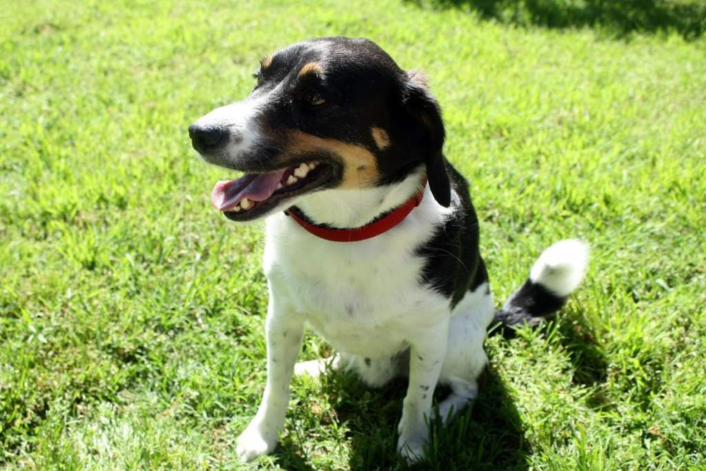 A brown, black, and white small dog sitting on grass. 