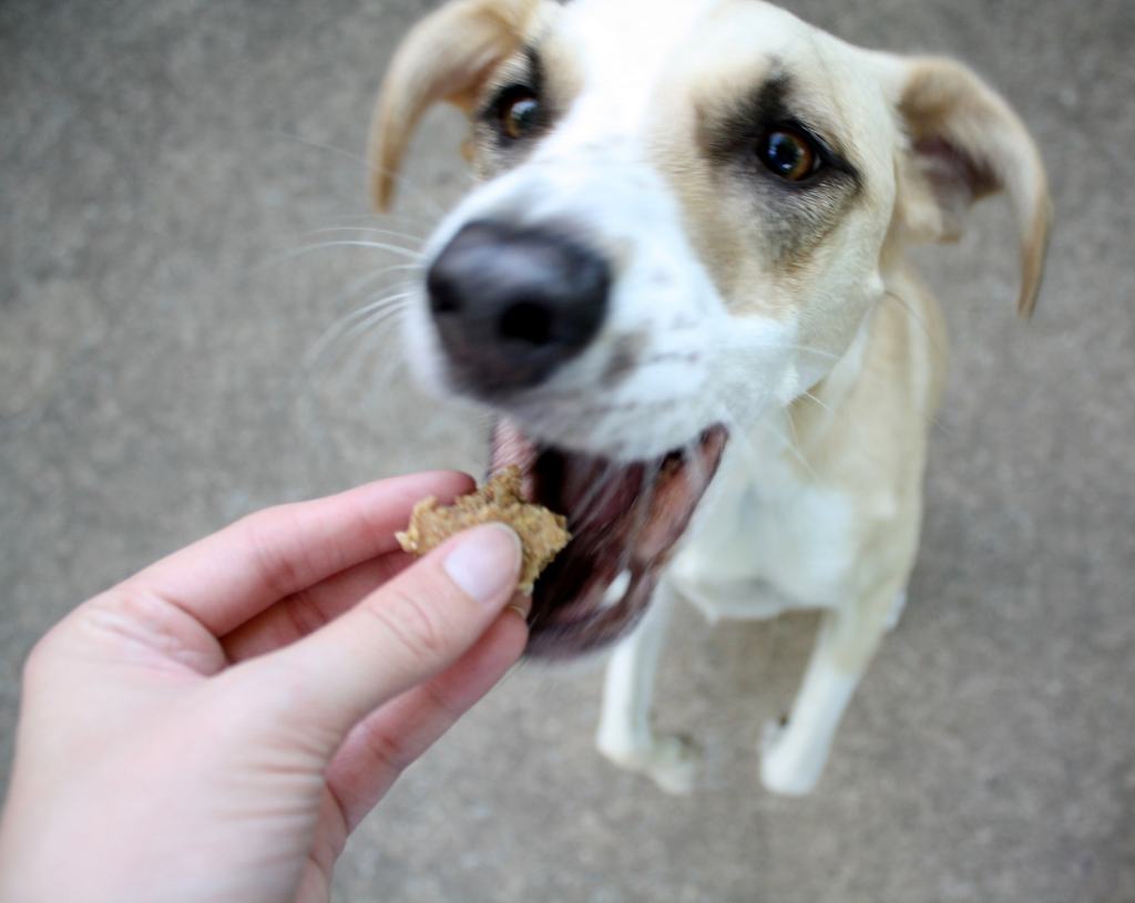 A small brown and white dog jumping up to eat a homemade peanut butter dog treat. 